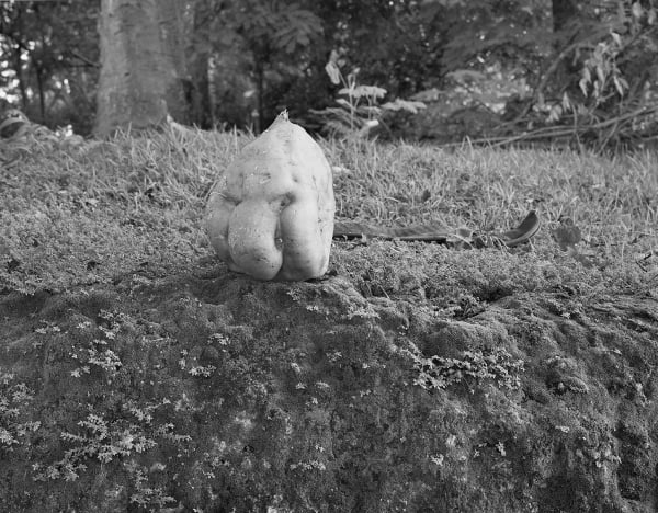 Spontaneous Sculpture, Sweet Potato Face, Brighton Farm, St. George, Barbados, 2006 Selenium Toned Silver Gelatin Print, 20x24" Archival Pigment Print on Moab Entrada Rag, 17x21" Edition of Three