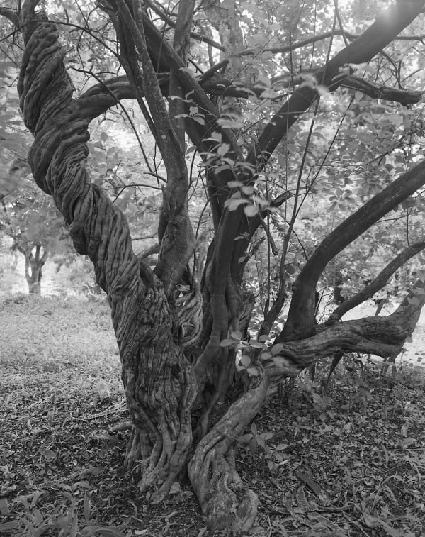 Twisted Tree, Brighton Farm, St. George, Barbados, 2006 Selenium Toned Silver Gelatin Print, 24x20" Archival Pigment Print on Moab Entrada Rag, 21x17" Edition of Three