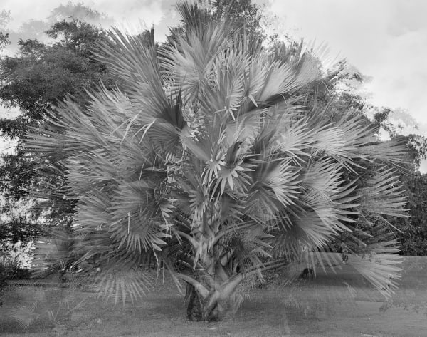 Bismarck Palm Motion Study, Brighton Farm, St. George, Barbados, 2007 Selenium Toned Silver Gelatin Print, 20x24" Archival Pigment Print on Moab Entrada Rag, 17x21" Edition of Three