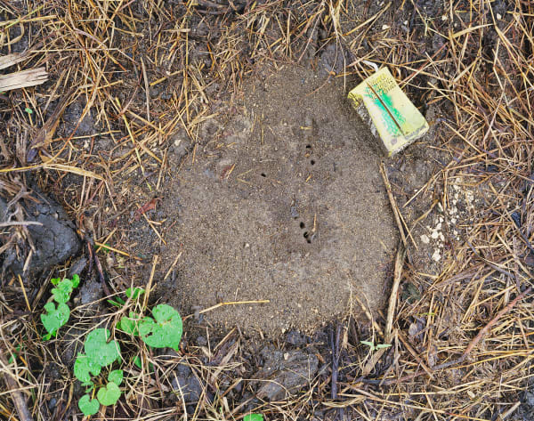Ant Nest after the Rain, Brighton Farm, St. George, Barbados, 2004 Archival Pigment Print on Moab Entrada Rag, 17x21" Edition of Three