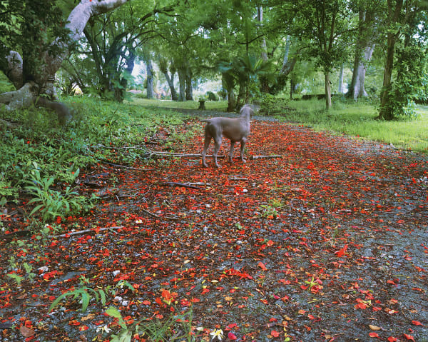 Dogs in Driveway, Brighton Farm, St. George, Barbados, 2006 Archival Pigment Print on Moab Entrada Rag, 17x21" Edition of Three
