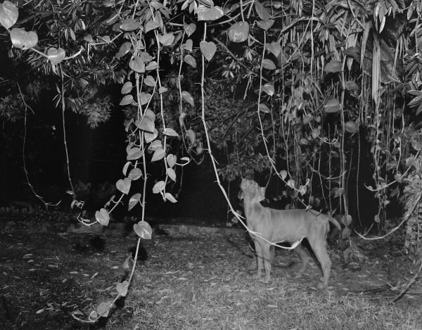 Night Dog, Brighton Farm, St. George, Barbados, 2007 Selenium Toned Silver Gelatin Print, 20x24" Archival Pigment Print on Moab Entrada Rag, 17x21" Edition of Three