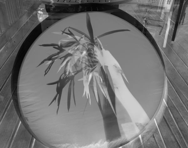 Giant Spider Lily Shadow Double, Brighton Farm, St. George, Barbados, 2011 Selenium Toned Silver Gelatin Print, 20x24" Archival Pigment Print on Moab Entrada Rag, 17x21" Edition of Three