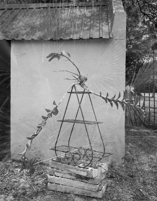 Spontaneous Sculpture, Orchid, Brighton Farm, St. George, Barbados, 2009 Selenium Toned Silver Gelatin Print, 24x20" Archival Pigment Print on Moab Entrada Rag, 21x17" Edition of Three