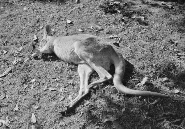 Sleeping Kangaroo, Australia Zoo, Queensland, Australia, 2022 Archival Pigment Print on Moab Entrada Rag, 17x21" Edition of Three