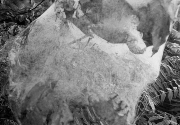 Caterpillar Nest, Yarmouth, Maine, 2000 Archival Pigment Print on Moab Entrada Rag, 17x21" Edition of Three