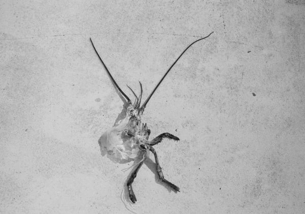 Floor of Working Girl, Boothbay Harbor, Maine, 2004 Archival Pigment Print on Moab Entrada Rag, 17x21" Edition of Three