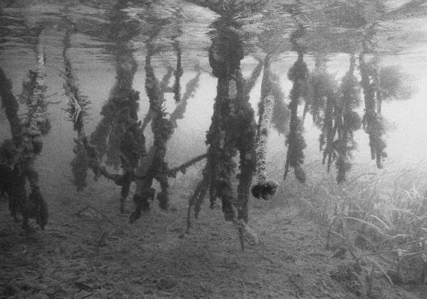 Mangrove, Belize, 2002 Archival Pigment Print on Moab Entrada Rag, 17x21" Edition of Three