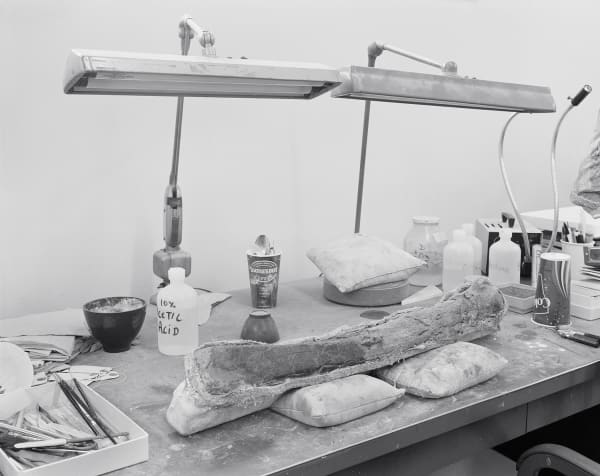 Vertebrate Prep Lab, Smithsonian Natural History Museum, Washington D.C., 2007 Archival Pigment Print on Moab Entrada Rag, Image Size, 8x10", Paper Size, 17x21" Edition of Three