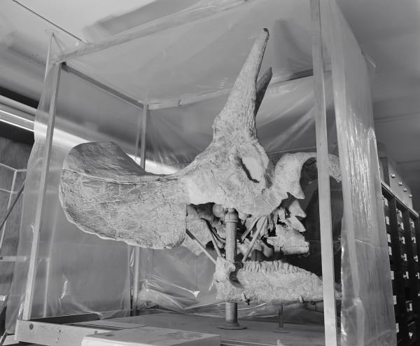 Ceratopsid Skull in Storage, Paleobiology Department, Smithsonian Natural History Museum, Washington D.C., 1991 Archival Pigment Print on Moab Entrada Rag, Image Size, 8x10", Paper Size, 17x21" Edition of Three
