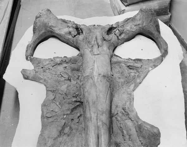 Fossil Whale Skull, Paleobiology Department, Smithsonian Natural History Museum, Washington D.C., 1998 Archival Pigment Print on Moab Entrada Rag, Image Size, 8x10", Paper Size, 17x21" Edition of Three