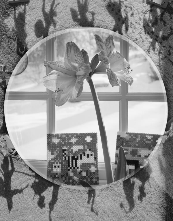 Amaryllis + Knight Shadows, Wilton, Connecticut, 2016 Selenium Toned Silver Gelatin Print 20x16" Edition of Three