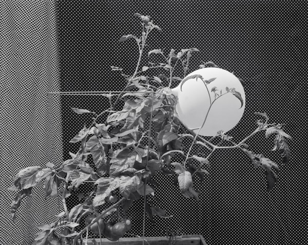 Balloon and Tomatoes, Wilton, Connecticut, 2016 Selenium Toned Silver Gelatin Print 16x20" Edition of Three