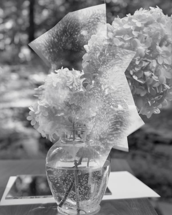 Photogram on 8x10" Sheet of Exposed Film, Hydrangea, Wilton, Connecticut, 2009 Selenium Toned Silver Gelatin Print 20x16" Edition of Three