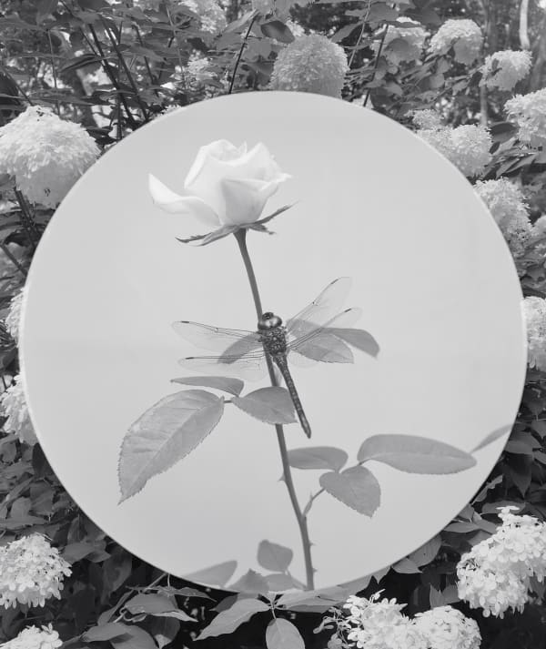 Hydrangea + Dragonfly, Wilton, Connecticut, 2015 Selenium Toned Silver Gelatin Print 20x16" Edition of Three