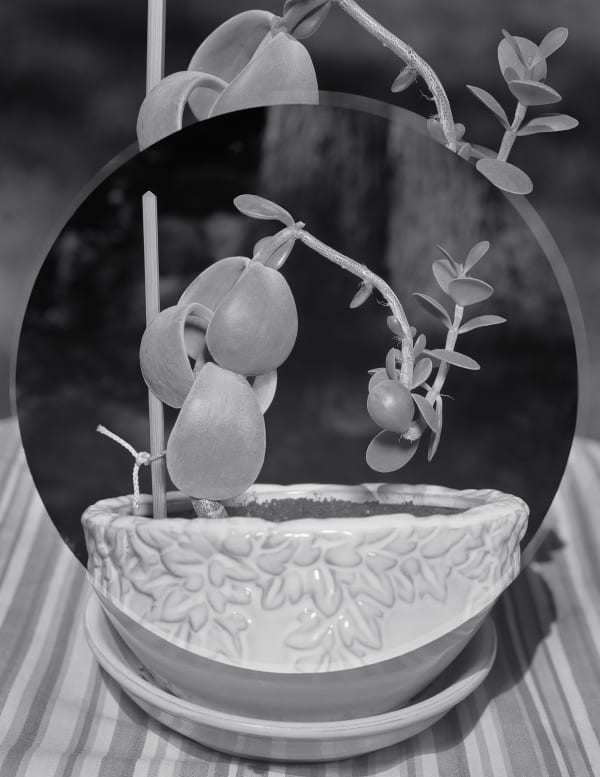 Plant and Fabric Double, Wilton, Connecticut, 2016 Selenium Toned Silver Gelatin Print 20x16" Edition of Three