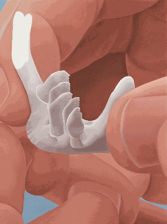 Liang Hao 梁浩, Tooth 牙齿, 2024
