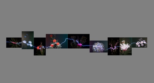 胡为一 Hu Weiyi, 触角 3