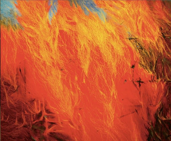 Leigh Li-Yun Wen, Fire XI