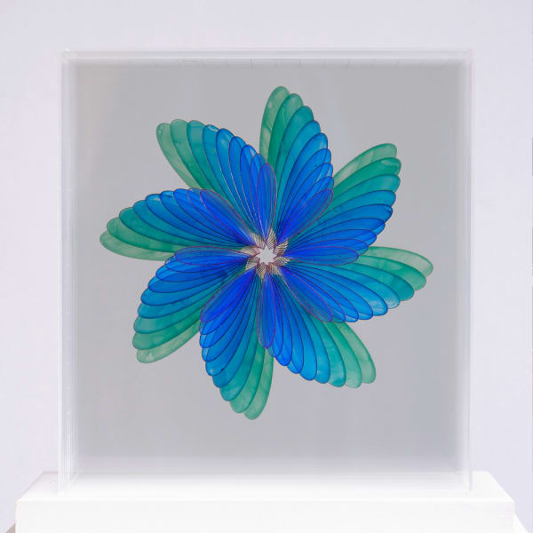 Claire Cohen - Spirogyra