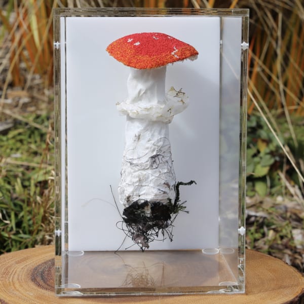 Cathy Brickhill, Amanita Mascaria Fungi #2