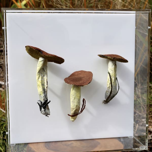 Cathy Brickhill, Dotted-Stalked Suillus Fungi #2