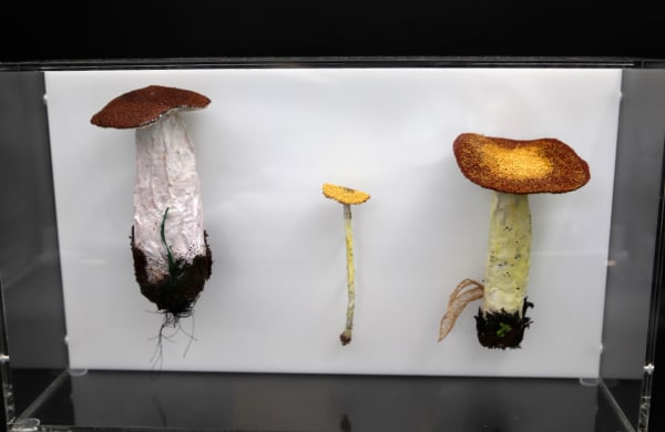 Cathy Brickhill, Fungi of New Zealand #10