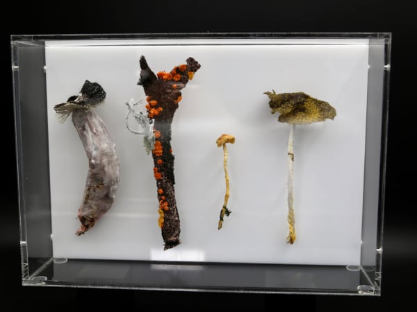 Cathy Brickhill, Fungi of New Zealand #11