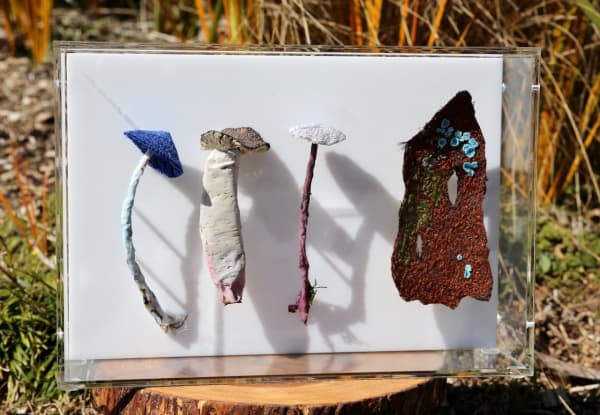 Cathy Brickhill, Fungi of New Zealand #13