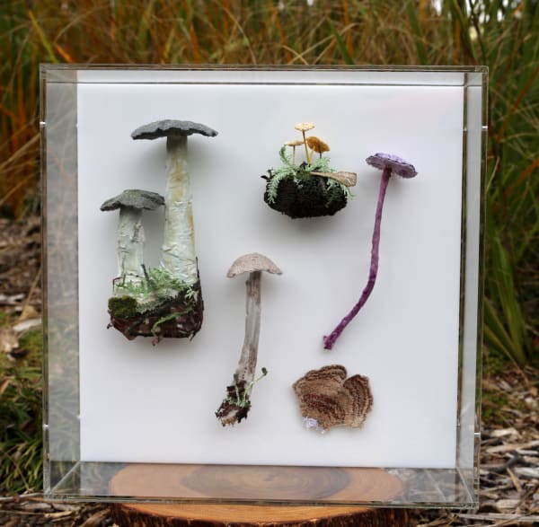 Cathy Brickhill, Fungi of New Zealand #14