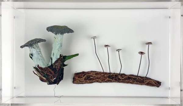 Cathy Brickhill, Fungi of New Zealand #15