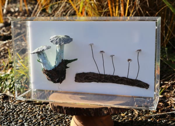 Cathy Brickhill, Fungi of New Zealand #15