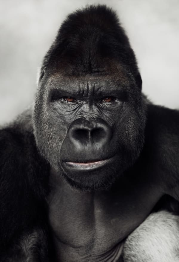 Lagrange Vincent, The Silverback Gorilla