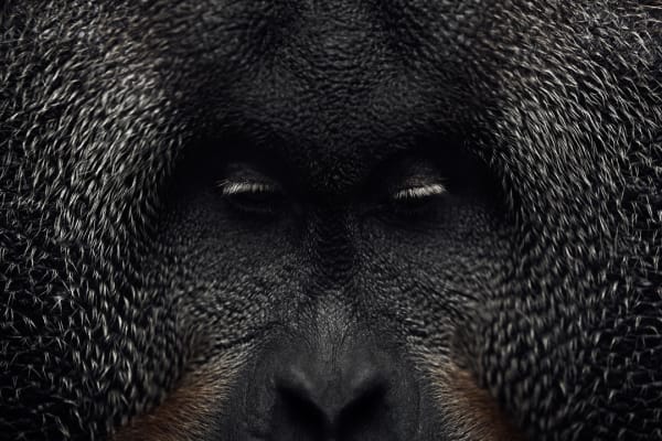 Lagrange Vincent, Close up of the Sumatran Orangutan , 2024