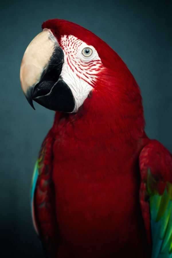 Lagrange Vincent, Macaw