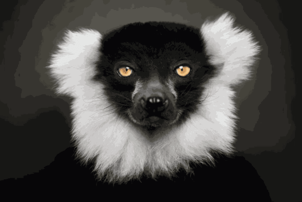 Lagrange Vincent, Black and White Ruffed Lemur