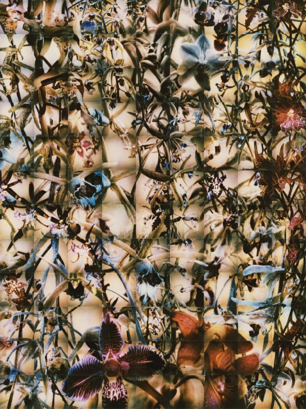 Snapshots: Orchids Sofia Crespo & Anna Ridler