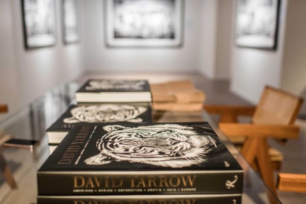 Davidyarrow2021 Driesluyten 13