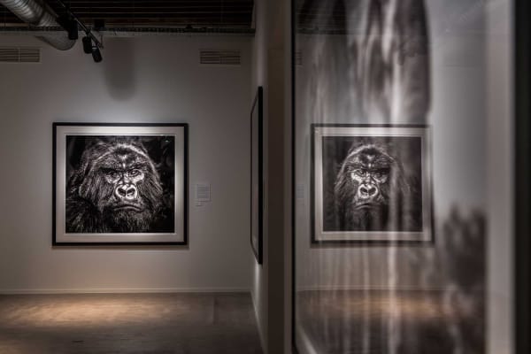 Davidyarrow2021 Driesluyten 2 1