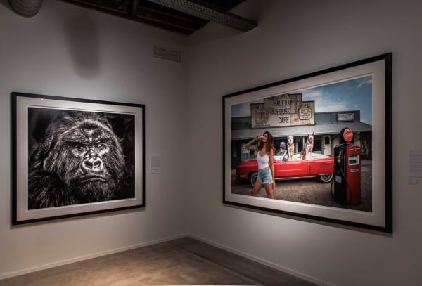 Davidyarrow2021 Driesluyten 3 1