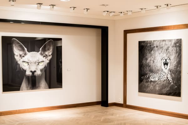 Gallerijvincent Driesluyten23