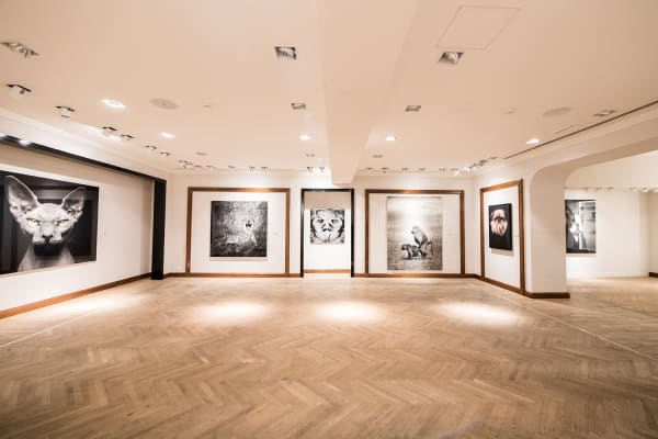 Gallerijvincent Driesluyten28