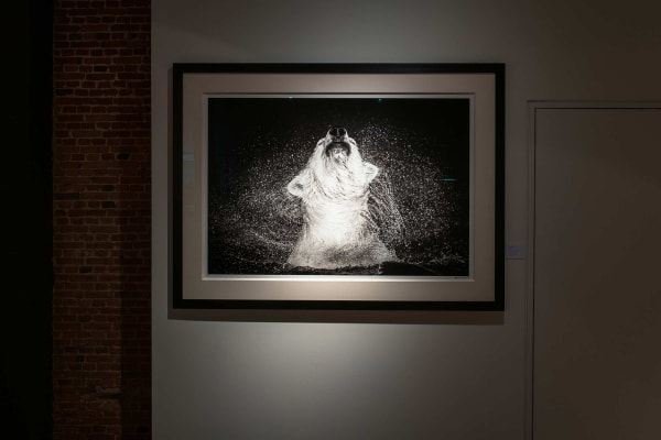 Yarrow2019 Driesluyten11