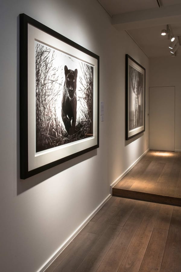 Yarrow2019 Driesluyten13