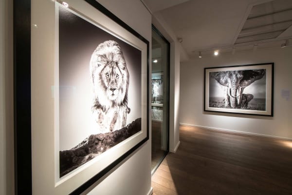 Yarrow2019 Driesluyten17