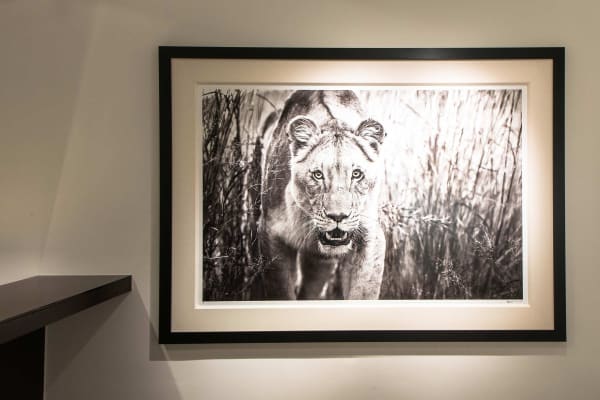 Yarrow2019 Driesluyten18