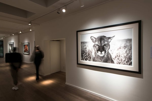 Yarrow2019 Driesluyten19