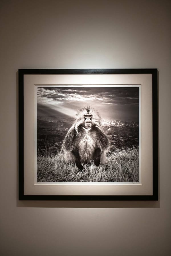 Yarrow2019 Driesluyten21