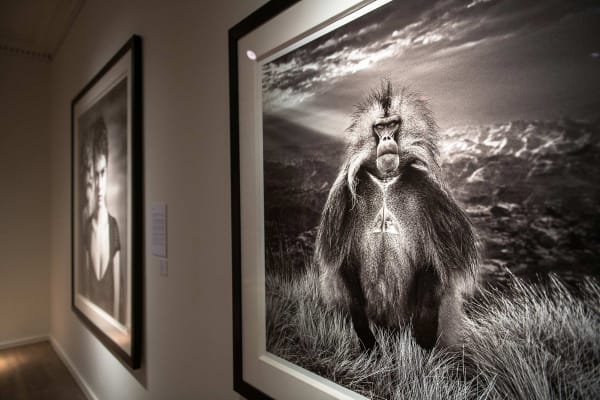 Yarrow2019 Driesluyten22