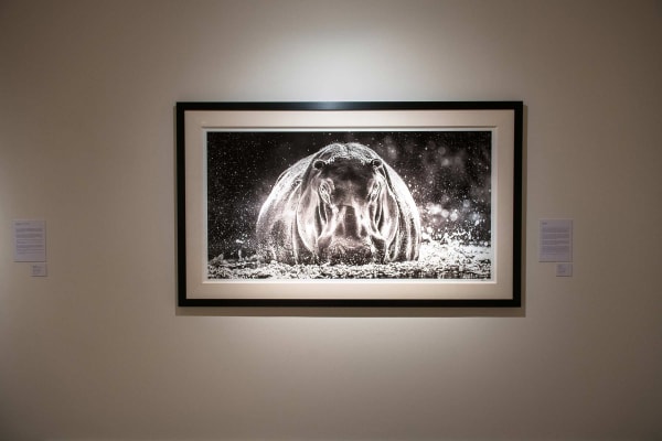 Yarrow2019 Driesluyten23